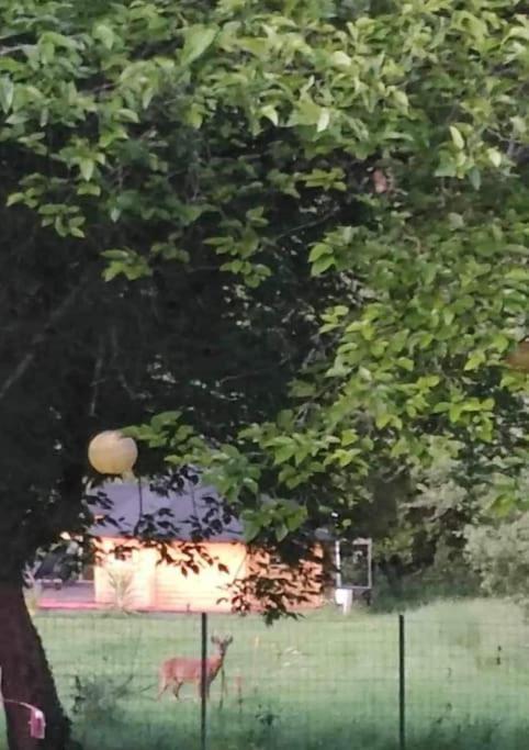 Insolite Kota Avec Spa Et Demi Bt De Champagne Offerte Ruch Eksteriør billede